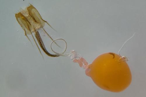 Coleophora atriplicis